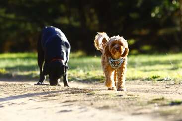 Deux chiens marchent sur un chemin de terre baigné de soleil. Le chien brun au poil bouclé, qui marche devant, porte un bandana, tandis que le chien noir, derrière lui, renifle le sol.
