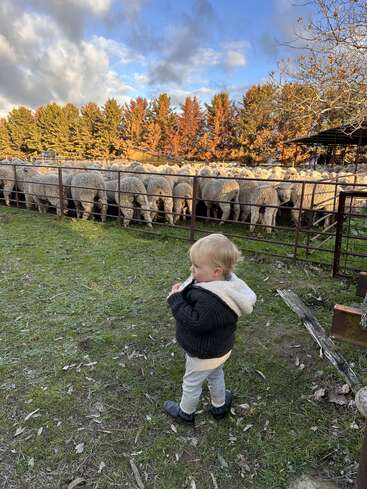 Un jeune enfant, vêtu d'un pull douillet, se tient debout sur l'herbe verte et contemple un grand troupeau de moutons derrière une clôture métallique, sous un ciel d'automne aux couleurs chatoyantes.