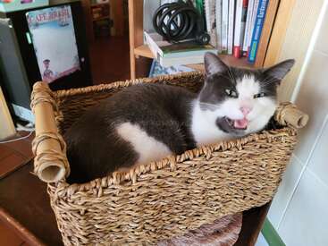 A gray and white cat sits comfortably inside a woven basket, mouth open mid-meow, surrounded by books and home decor on a wooden shelf.