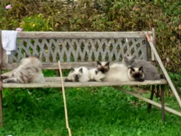 Four cats are relaxing together on a wooden garden bench, surrounded by greenery. A towel hangs on one side and a stick leans nearby.
