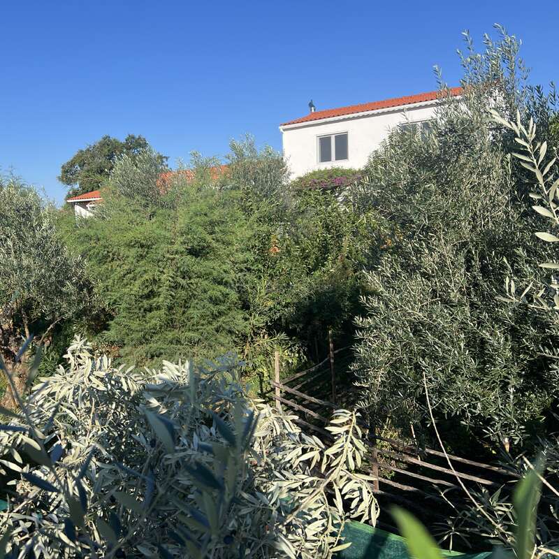 A white house with a red roof sits behind dense green foliage and olive trees under a clear blue sky, creating a peaceful, Mediterranean rural scene.