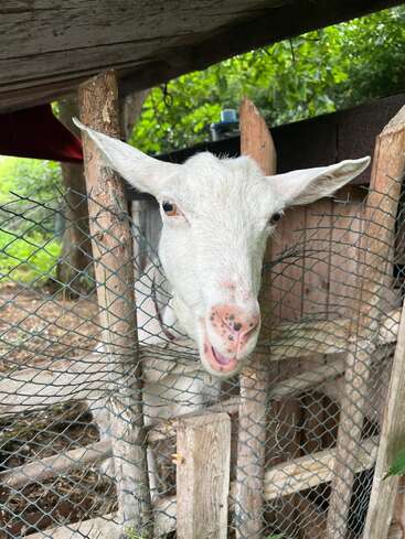 A white goat pokes its head through a rustic wooden and wire fence, appearing curious and playful. Green foliage and wooden boards surround its outdoor enclosure.