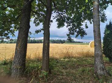 Three trees frame a golden wheat field under a cloudy sky. A round hay bale sits in the distance, bordered by a line of trees.