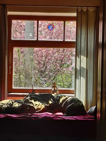 A sunlit bedroom window with curtains open reveals blooming pink trees outside. On the windowsill, a Buddha statue and small plant catch the warm natural light.