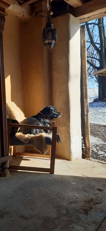 A black dog relaxes on a chair in a sunbeam, inside a rustic room. Snow and bare trees are visible outside through an open doorway.