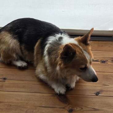 Un perro corgi tricolor está tumbado en un suelo de madera, mirando pensativo hacia abajo. La luz natural de una ventana crea un ambiente interior tranquilo y acogedor.