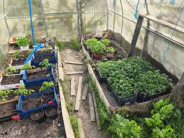 Cette image montre l'intérieur d'une serre où l'on peut voir divers semis et jeunes plants dans des bacs et des pots, des planches de bois posées au sol, ainsi qu'une végétation luxuriante.