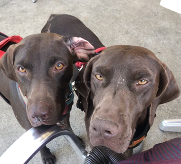 Dos perros marrones con expresivos ojos ámbar miran atentamente hacia arriba. Uno tiene una oreja caída y ambos llevan arneses. Están de pie sobre una superficie de hormigón al aire libre.