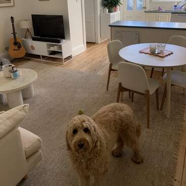 Um cachorro fofo está em uma sala de estar moderna e aconchegante com piso de madeira, uma mesa de jantar redonda, TV, violão e móveis e decoração em tons neutros.