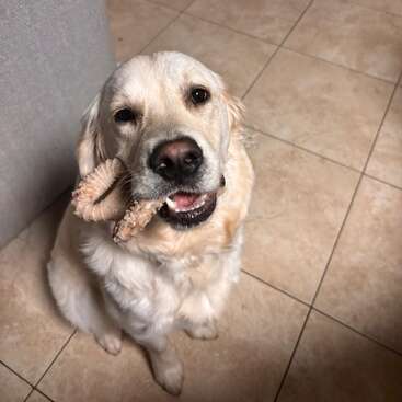 Um golden retriever feliz está sentado no chão de azulejos, segurando um brinquedo para mastigar na boca, olhando para cima com olhos ansiosos e amigáveis e uma expressão alegre.