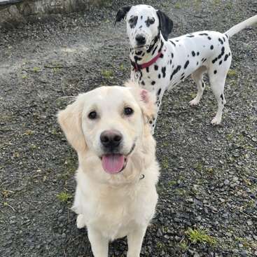 A happy Golden Retriever sits in the foreground, tongue out and smiling, while a Dalmatian with a red collar stands behind on a gravel path.