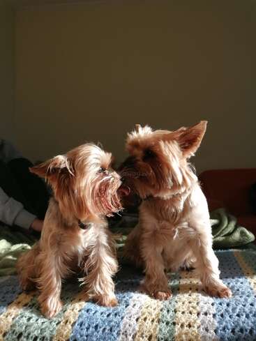 La imagen muestra a dos perros pequeños de pelo largo sentados en una manta, uno frente al otro, con las piernas de una persona visibles al fondo.