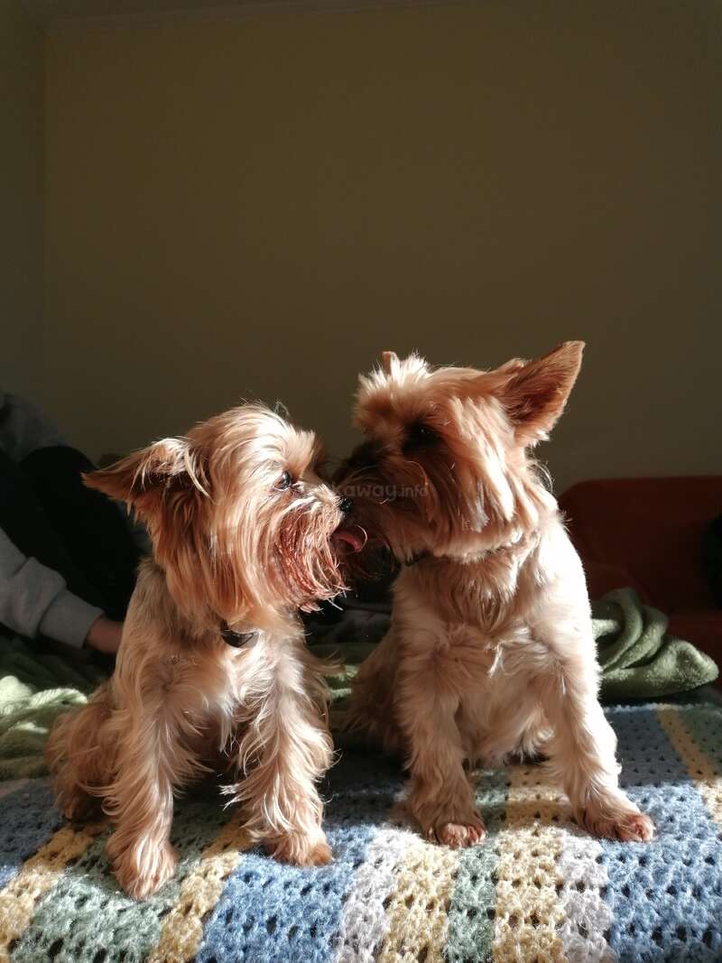 La imagen muestra a dos perros pequeños de pelo largo sentados en una manta, uno frente al otro, con las piernas de una persona visibles al fondo.