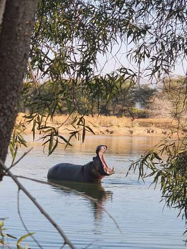 Um hipopótamo está em um rio calmo, com a boca bem aberta. A cena é emoldurada por galhos de árvores pendentes, com grama seca visível ao fundo.