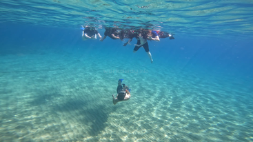 Un grupo de personas practica snorkel cerca de la superficie del agua, mientras una se sumerge a mayor profundidad. La luz del sol ilumina el agua azul y el fondo arenoso.