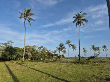 Tall palm trees stand in a grassy field under a clear blue sky. Shadows stretch across the landscape. In the distance, the ocean is visible.
