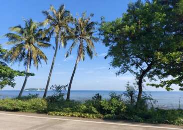 A vibrant tropical scene featuring tall palm trees, lush greenery, a calm blue ocean, and clear skies, evokes a peaceful, sunny, and refreshing coastal atmosphere.