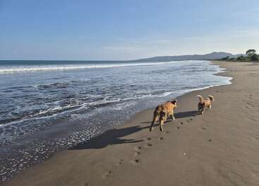Two dogs joyfully run along a peaceful sandy beach, leaving paw prints behind them. Gentle waves, blue sky, and distant hills create a serene atmosphere.
