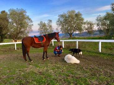Das Bild zeigt eine ruhige Szene mit einem braunen Pferd, einer Frau und zwei Hunden auf einem eingezäunten Feld vor einer malerischen Kulisse aus Bäumen und einem blauen Himmel.