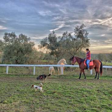 Das Bild zeigt eine Frau, die auf einem braunen Pferd in einem eingezäunten Feld reitet, begleitet von zwei Hunden und einem weißen Pferd im Hintergrund, vor einem bewölkten Himmel.