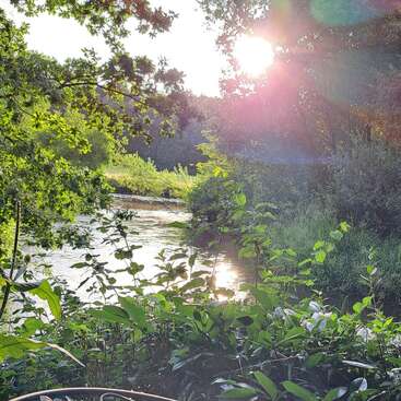 La lumière du soleil filtre à travers les arbres feuillus, jetant une lueur chaude sur une rivière tranquille. Des plantes vertes et des herbes luxuriantes entourent ce paysage naturel et paisible.