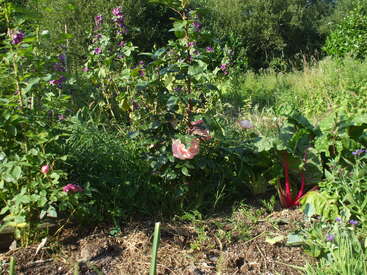 This image shows a lush garden with various green plants, vibrant pink and purple flowers, and leafy vegetables growing under bright sunlight, surrounded by natural greenery.