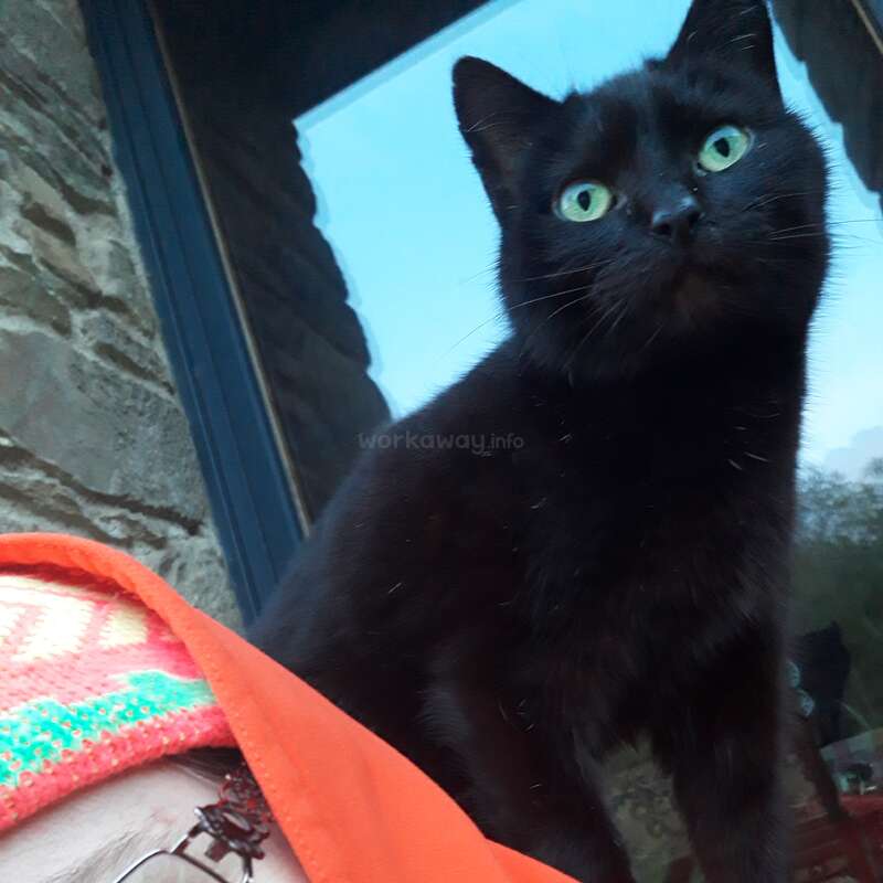 A curious black cat with striking green eyes sits attentively on someone’s shoulder, next to a window, reflecting the blue sky and stone wall outside.