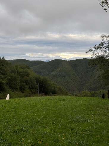 Un ciel nuageux s'étend au-dessus de collines verdoyantes et d'une prairie herbeuse. Un chien blanc est assis seul dans le champ, le regard paisiblement tourné vers les montagnes lointaines.
