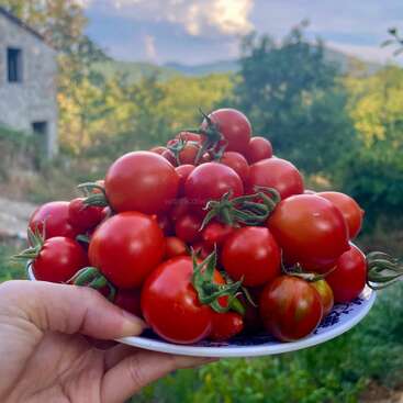 Una mano sostiene un plato lleno de tomates rojos frescos y jugosos. Al fondo se ve una exuberante vegetación, una casa rústica de piedra y un cielo parcialmente nublado.