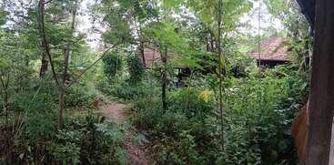 A lush, green garden with dense foliage surrounds a rustic house with red-tiled roof, partially hidden among the trees, creating a serene and secluded atmosphere.