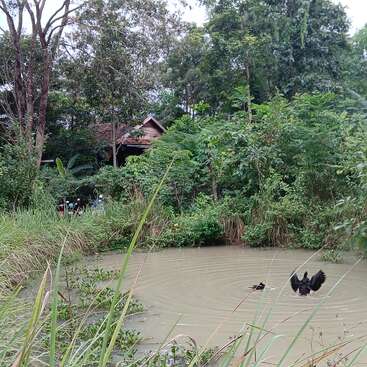 A rustic house is nestled among dense green trees. In front, a muddy pond hosts two ducks, one flapping its wings, with lush grass surrounding the water.