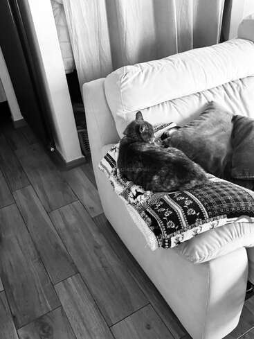 A cat is comfortably lying on a patterned blanket atop a light-colored sofa. The scene is cozy, calm, and the photo is in black and white.