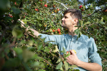 Un homme aux cheveux bruns courts et à la chemise bleue cueille des pommes sur un arbre, entouré de feuilles vertes luxuriantes et de pommes d'un rouge éclatant.