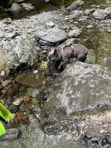 Um buldogue francês cinza, usando um arnês, explora as rochas molhadas ao lado de um riacho raso. A cena se passa ao ar livre, cercada por várias pedras e rochas cobertas de musgo.