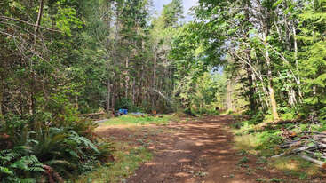 Un camino de tierra serpentea por un frondoso bosque, rodeado de verdes árboles y helechos. La luz del sol se filtra entre las hojas, creando un ambiente tranquilo y natural.