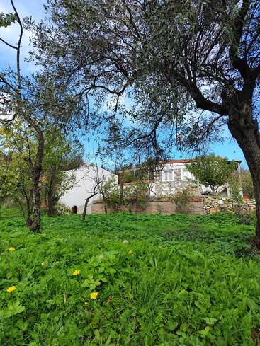 Uma cena rural pitoresca com grama verdejante, flores amarelas espalhadas e árvores altas. Uma casa branca com telhado de telhas vermelhas fica ao fundo.