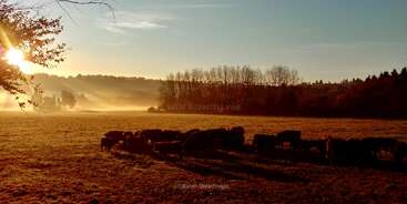 A imagem retrata uma cena serena de um rebanho de gado pastando em um campo, com algumas árvores e um céu claro, evocando uma sensação de paz e tranquilidade.