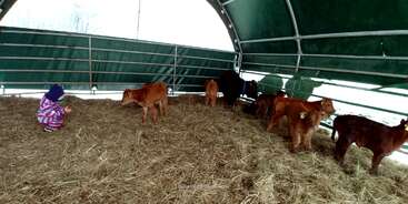 A imagem mostra um grupo de bezerros em uma área cercada, com uma pessoa em pé atrás deles. Os bezerros provavelmente são domesticados e estão sendo mantidos em um ambiente controlado. A pessoa provavelmente é um fazendeiro ou cuidador.