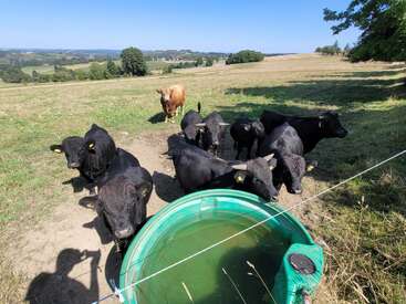Un groupe de bovins noirs se rassemble autour d'un abreuvoir vert dans un champ ensoleillé, avec une vache brune qui se tient à l'écart et des collines vallonnées en arrière-plan.