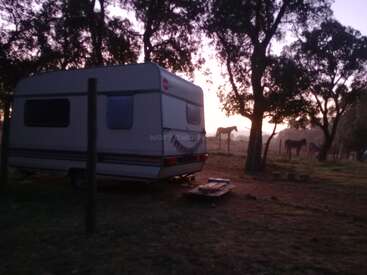 A caravan is parked under tall trees at sunset. Several horses graze nearby in a peaceful, rural setting, with soft evening light filtering through.