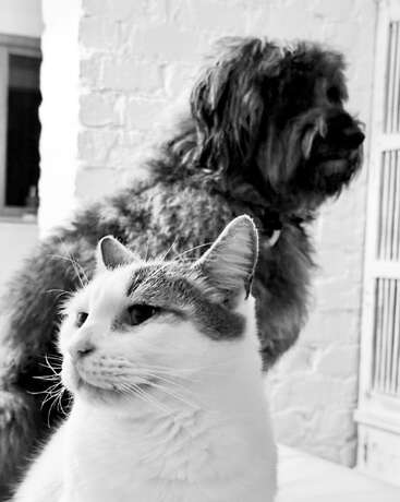 Cette photo en noir et blanc présente un gros plan d'un chat calme au premier plan, avec un grand chien à fourrure assis derrière lui, tous deux regardant au loin.