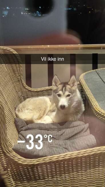 Um cão husky está confortavelmente deitado em uma cadeira ao ar livre, sob um frio extremo de -33 °C. A legenda diz “Vil ikke inn”, que significa “Não quer entrar”.