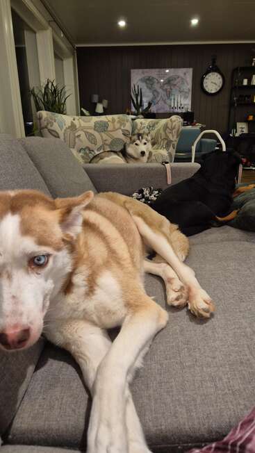Três cachorros relaxados descansam em sofás numa sala de estar aconchegante, com plantas, arte nas paredes e um relógio, criando uma atmosfera calorosa, caseira e confortável.