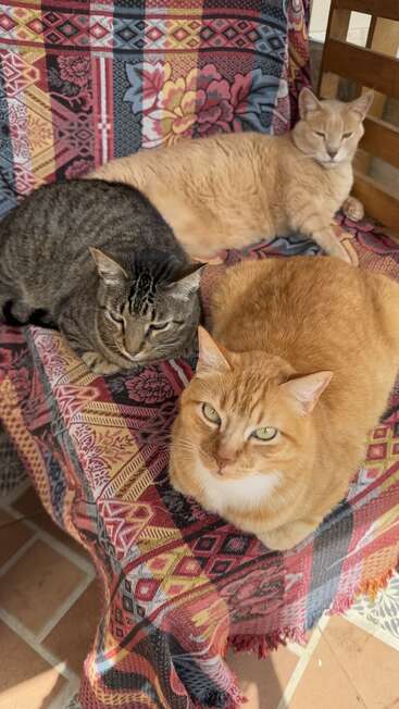 Three cats relax together on a colorful, patterned blanket draped over a wooden chair. Their fur colors are orange, tabby, and pale cream. Cozy atmosphere.
