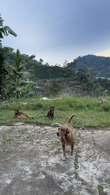 Four dogs linger outdoors on cracked pavement and grassy ground, surrounded by tropical plants. Lush green hills and distant mountains paint a tranquil natural backdrop.