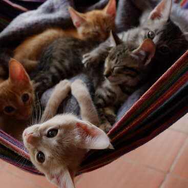L'image montre un groupe de chatons dans un enclos pour chats, avec quelques chatons debout sur leurs pattes arrière et d'autres couchés. Les chatons sont tous orientés dans la même direction.
