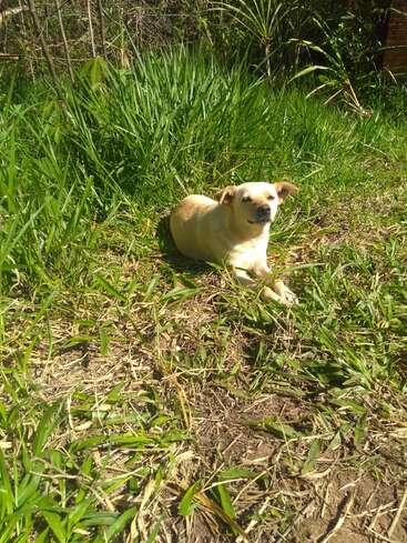 The image depicts a small, tan dog lying in a grassy area, surrounded by tall grasses and weeds, with a serene and peaceful atmosphere.