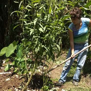 A woman is digging in the dirt with a long wooden stick, surrounded by plants and tall grasses, wearing a blue and green shirt and jeans.