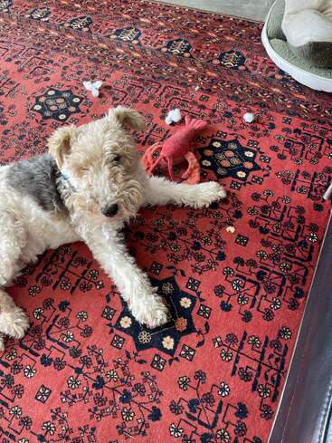 Un fox terrier de pelo duro yace sobre una alfombra roja estampada cerca de un juguete de peluche con forma de langosta, con algo de relleno esparcido alrededor y una cama para perros al fondo.