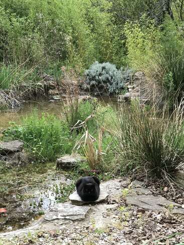 L'image représente un étang serein avec un lapin noir assis sur un rocher, entouré de verdure luxuriante et de hautes herbes, dégageant une atmosphère paisible.